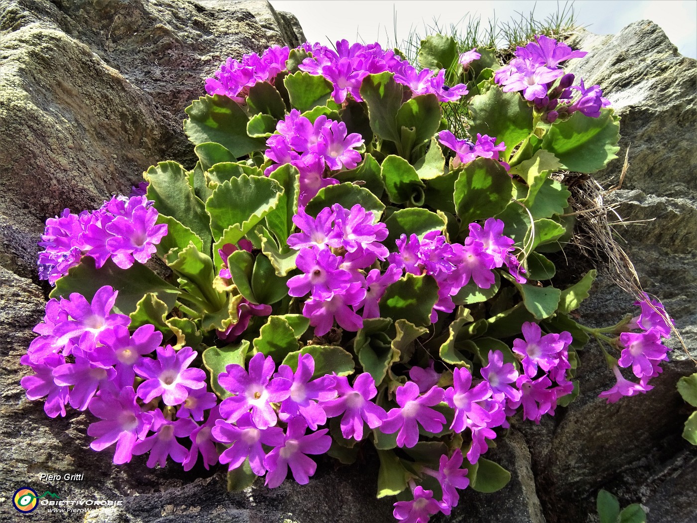 90 Primula irsuta (Primula hirsuta).JPG